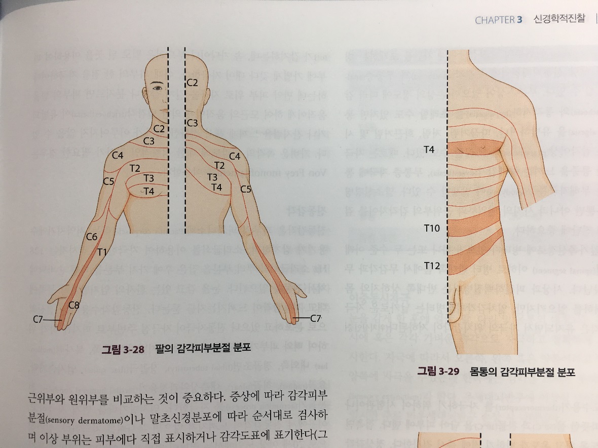 인체 전면 피부감각분절 지도