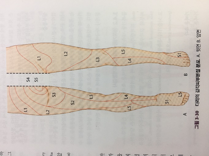 상지 신경총과 관련된 감각분절 상세도