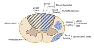 Posterior spinal syndrome