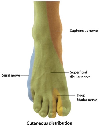 Peripheral nerve distribution