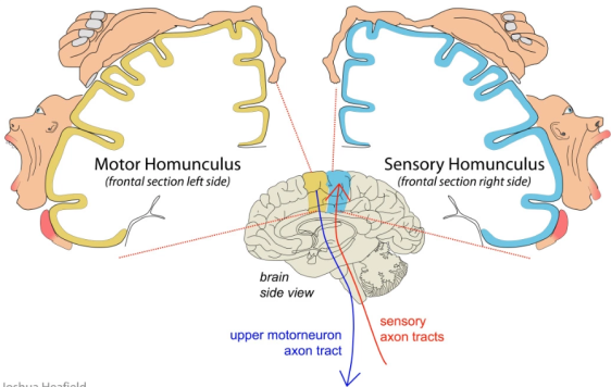 Cortical sensory mapping