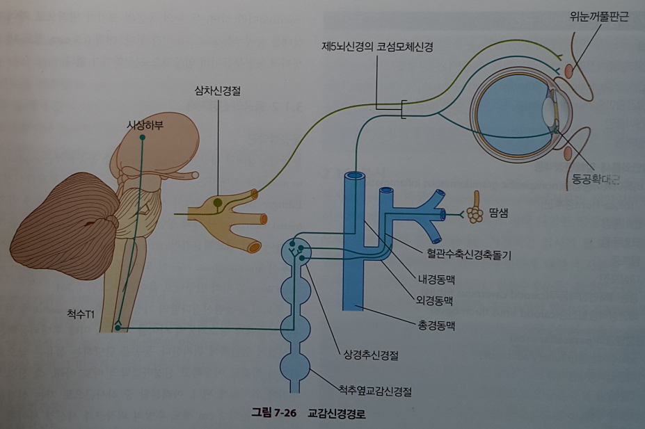 교감신경 경로 도식도