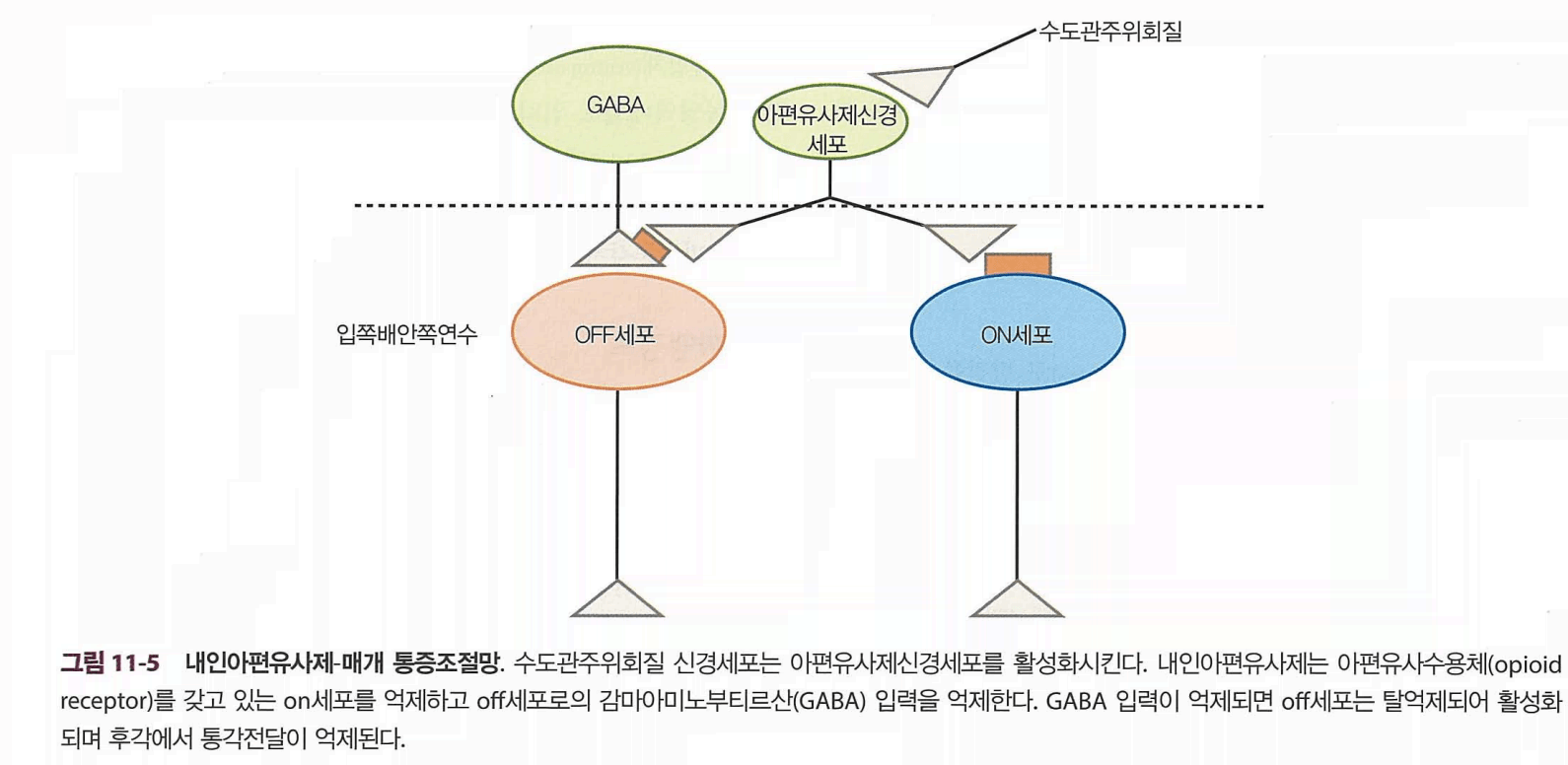 통증 하행 조절 경로 모식도