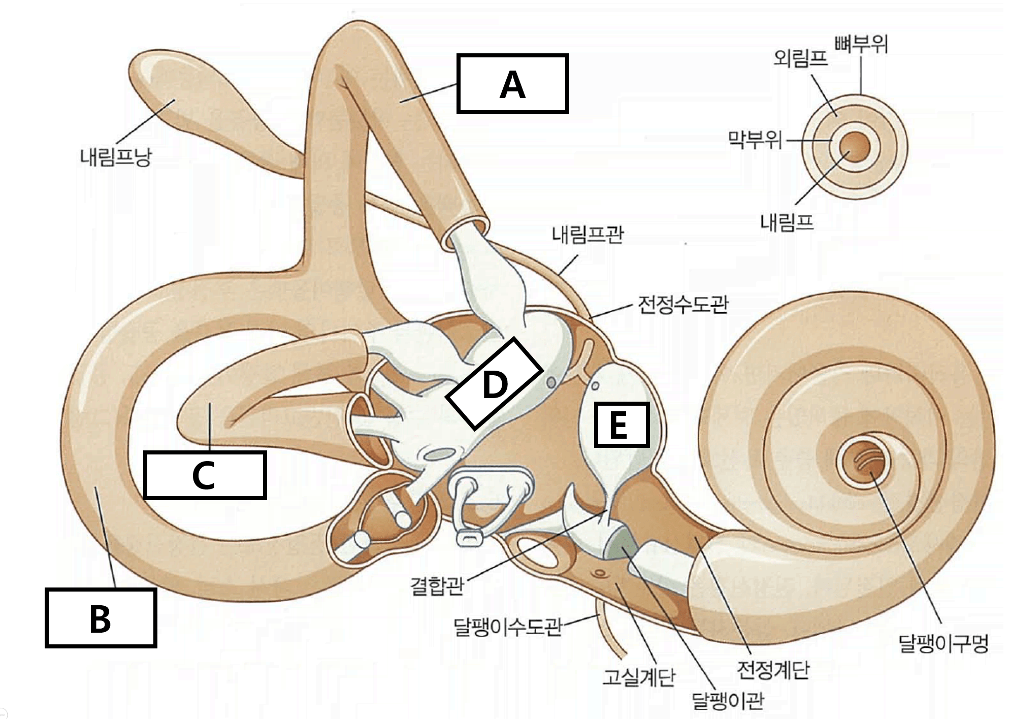 VEMP 경로 모식도
