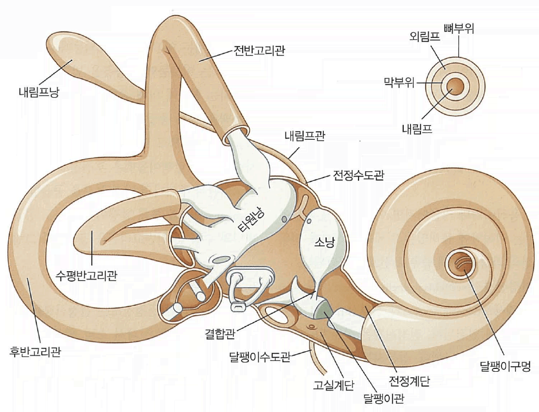 VEMP 파형