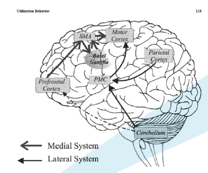 전두엽과 두정엽의 상호작용 도식. 전두엽(Frontal)은 회피/억제(Avoidance), 두정엽(Parietal)은 접근(Approach)을 담당하며 전두엽 손상 시 접근 행동이 우세해짐을 설명함.