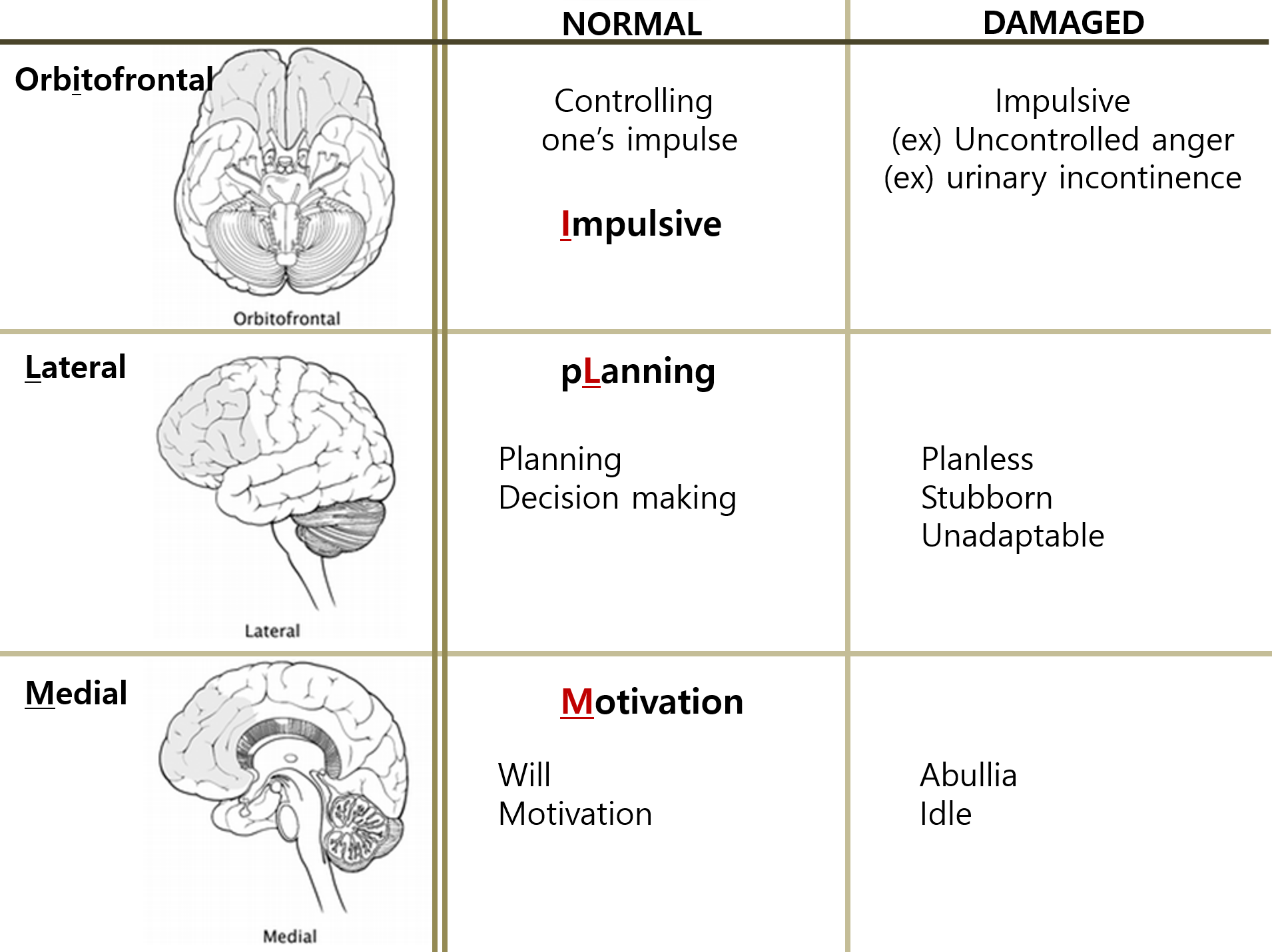 Schematic diagram of prefrontal cortex subdivisions: Dorsolateral, Medial, and Orbitofrontal areas.