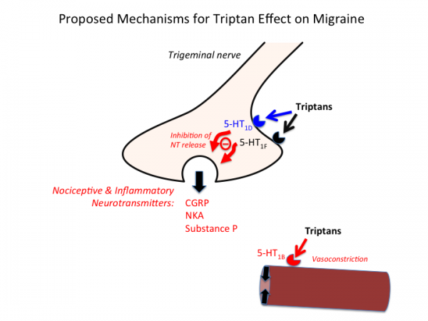 Proposed Mechanisms for Triptan Effect on Migraine