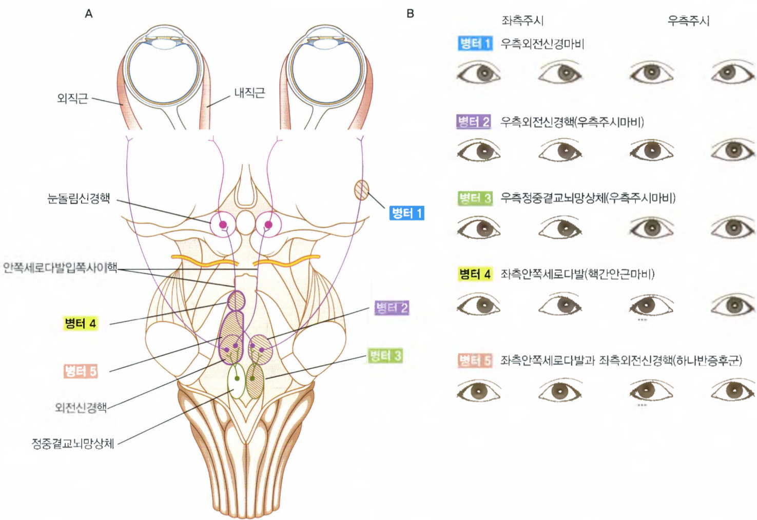 뇌줄기 신경핵 및 주시 경로 모식도