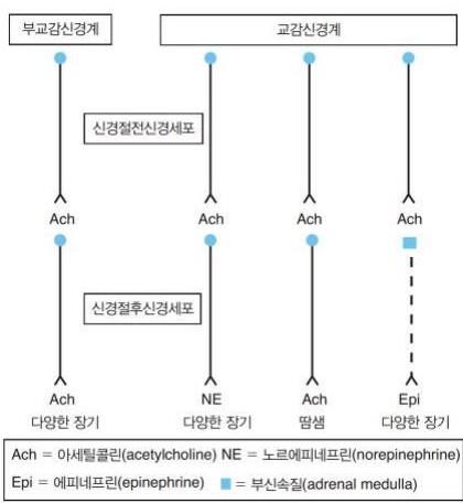 자율신경계 신경전달물질 모식도