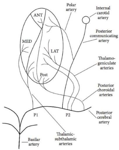 시상의 혈관 공급 모식도. Polar artery(Tuberothalamic a.)가 Posterior communicating artery에서 분지하여 시상 전측(ANT)으로 가는 것을 보여줌.
