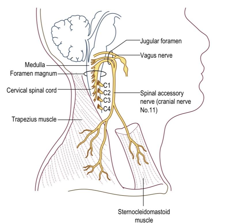 Spinal Accessory Nerve Anatomy