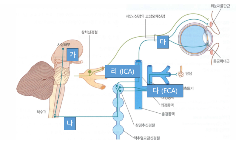 그림2: 경부 교감신경 경로 모식도. 가: 모양체신경절, 나: 상경신경절, 다: 내경동맥신경총, 라: 외경동맥신경총, 마: 성상신경절
